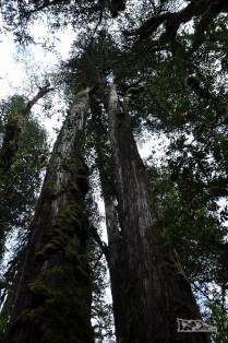 Gigantescos alerces em trilha no parque de Pumalín, região de Chaitén, na Carretera Austral, sul do Chile